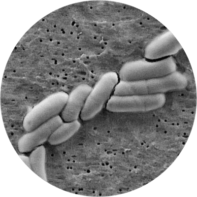 Bifidobacterium Lactis BB-12® | Database